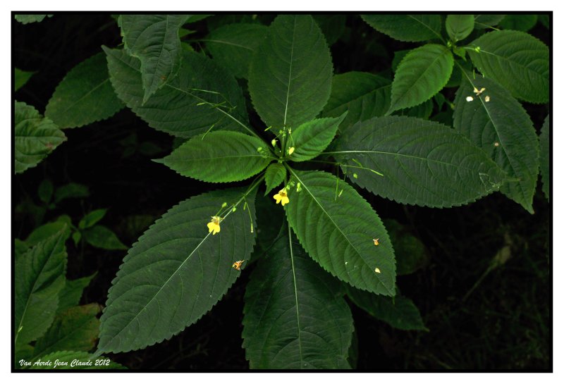 Balsamine  petites fleurs