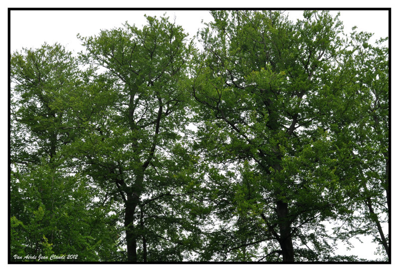 La cime des arbres 