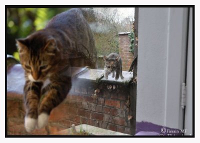 IL Y A EU VERO, IL Y A RUSTINE : LES CHATS DE LA MAISON