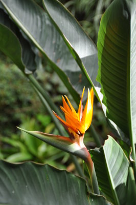 LES SERRES ROYALES  DE LAEKEN