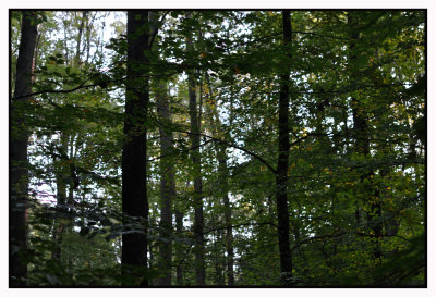 Forêt de Soignes / Rouge-Cloître 