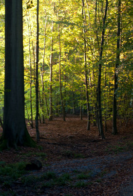 Forêt de Soignes / Rouge-Cloître 