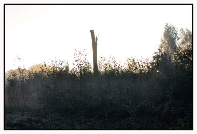 Forêt de Soignes / Rouge-Cloître 