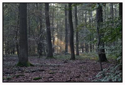 Forêt de Soignes / Rouge-Cloître 