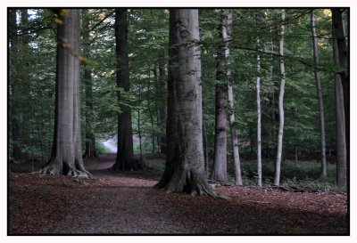 Forêt de Soignes / Rouge-Cloître 