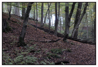 Forêt de Soignes / Rouge-Cloître 