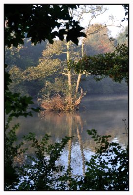 Forêt de Soignes / Rouge-Cloître 