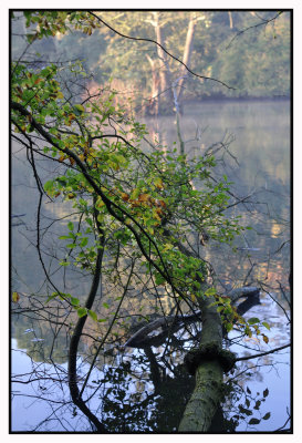 Forêt de Soignes / Rouge-Cloître 