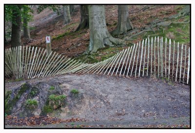 Forêt de Soignes / Rouge-Cloître 