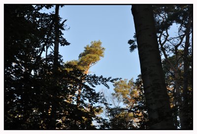 Samedi 22 octobre , premiers frimas , brume et