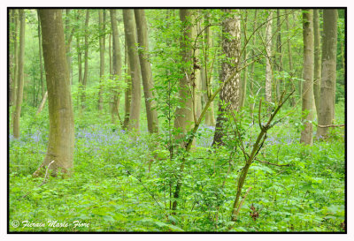 Du bleu dans la fort de Soignes