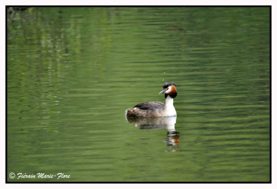 Grbe hupp - Podiceps cristatus - Great Crested Grebe