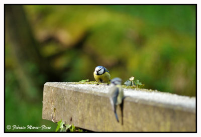 Msanges bleues 