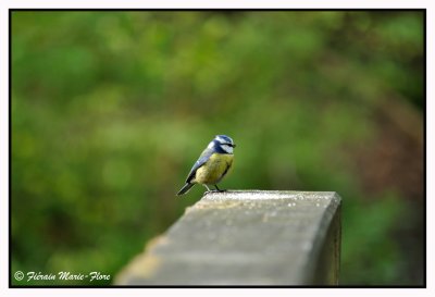 Msange bleue - Cyanistes caeruleus - Eurasian Blue Tit