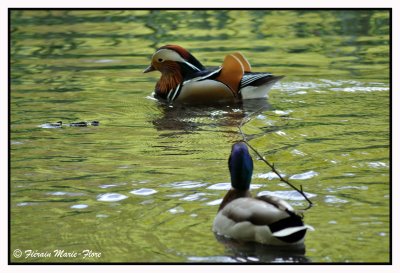 Canard mandarin & canard colvert 