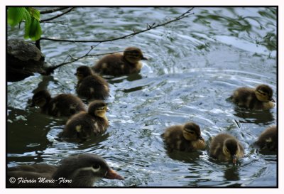 Les petits du canard mandarin 