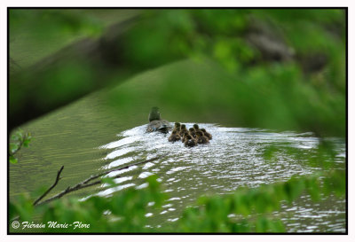 La femelle canard mandarin et ses petits 