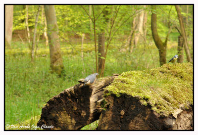 La msange bleue & La sittelle torchepot