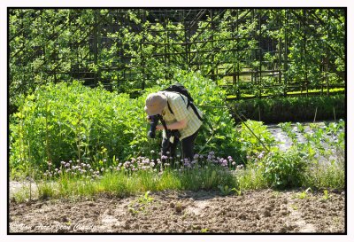 Potager du parc Tournay-Solvay