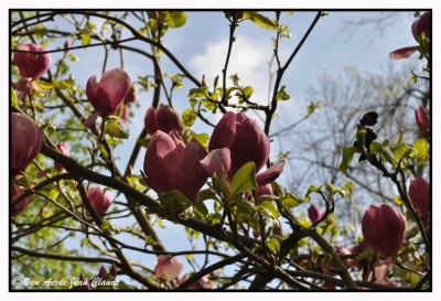 Parc Tournay-Solvay