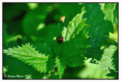 Une p'tite coccinelle 