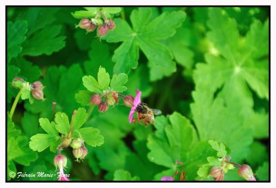 Geranium macrorrhizum