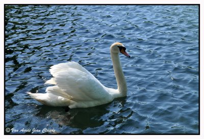 Sa majest le cygne..