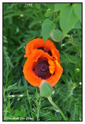 Le Coquelicot (Papaver rhoeas)