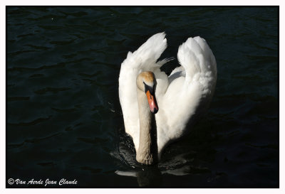 Majestueux cygne tubercul 