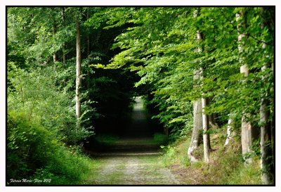 Laforête de Soignes : entrée par le tir aux pigeons