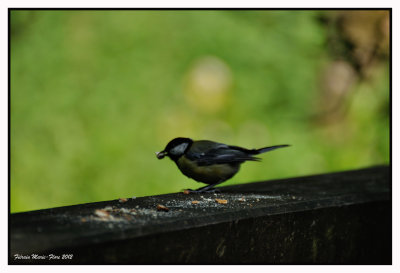 Mésange charbonnière