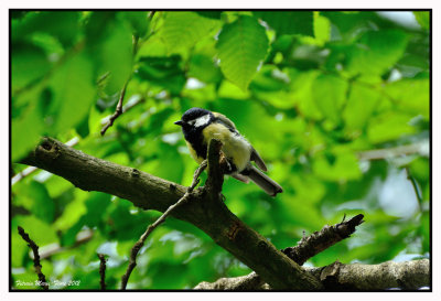 Mésange charbonnière
