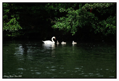 Cygne tuberculé et ses petits