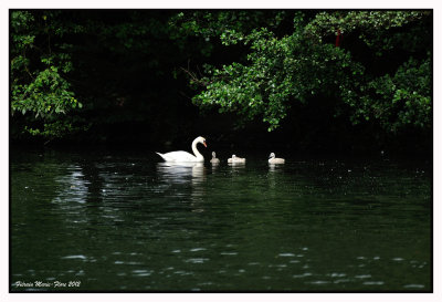 Cygne tubercul et ses petits 