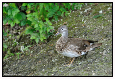 Canard mandarin femelle 