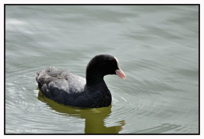 Foulque macroule - Fulica atra - Eurasian Coot