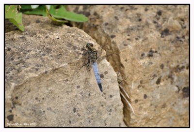 L'orthétrum réticulé (Orthetrum cancellatum) mâle mature