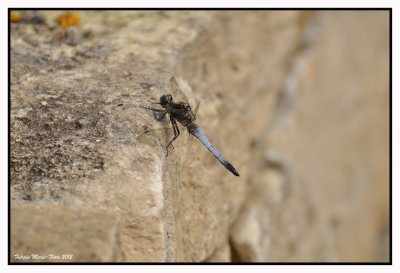 L'orthétrum réticulé (Orthetrum cancellatum) mâle mature