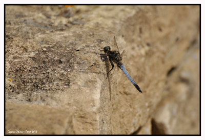 L'orthétrum réticulé (Orthetrum cancellatum) mâle mature