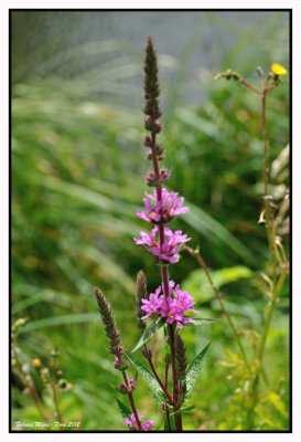 Salicaire commune (Salicaire officinale, Herbe aux coliques, Lysimaque rouge)