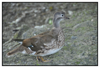 Canard mandarin femelle 