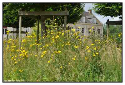 Arnica montana 