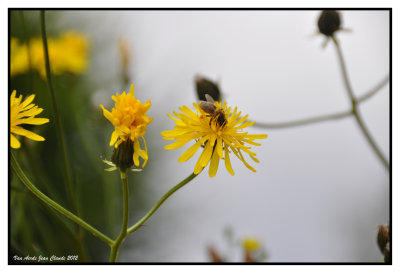 Arnica montana 