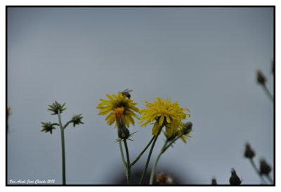 Arnica montana 