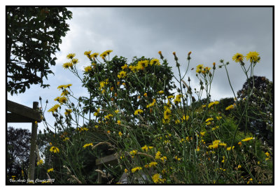 Arnica montana 