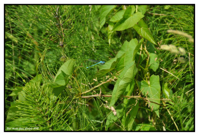 Demoiselle