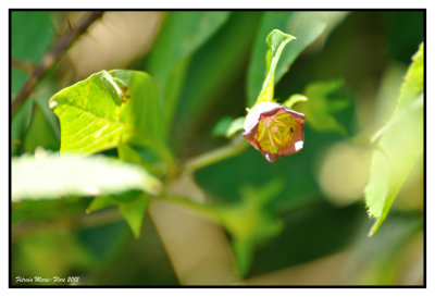 La fleur de la belladone 