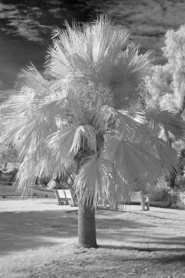 IMG09238 palm tree b.jpg