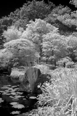 IMG03006 lily pond bw.jpg