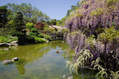 IMG02989 wisteria pond.jpg